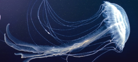 Sanderia malayensis (also known as Amuska jellyfish)